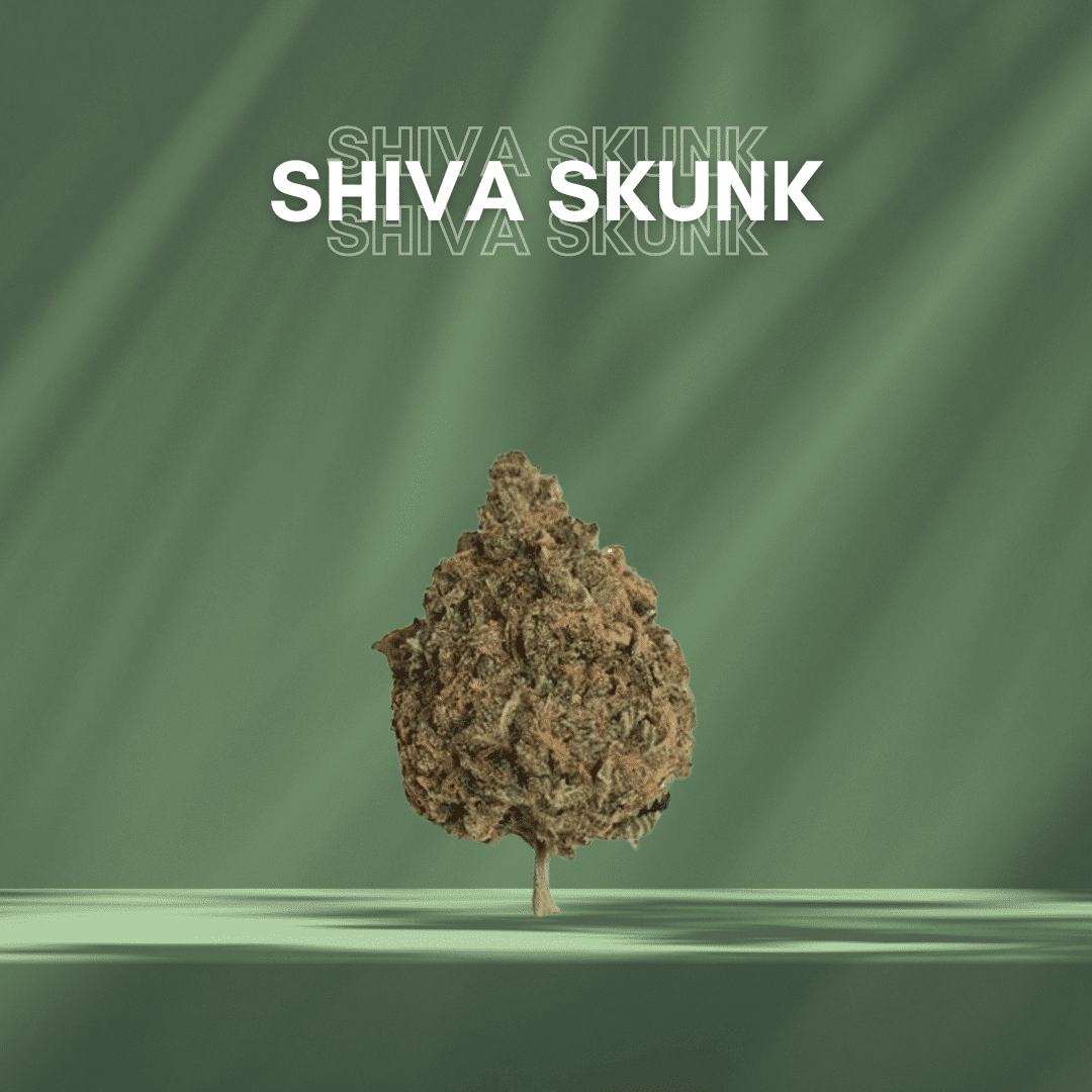 Shiva skunk