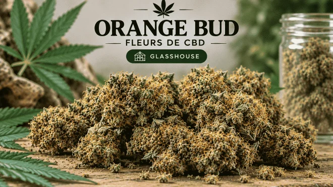 Fleur de CBD Orange Bud cultivée en Glasshouse